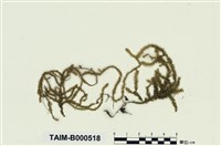 藏品(日本耳平苔)的圖片